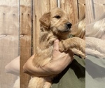 Small Photo #12 Goldendoodle Puppy For Sale in MODESTO, CA, USA
