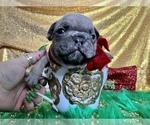 Small Photo #97 French Bulldog Puppy For Sale in HAYWARD, CA, USA
