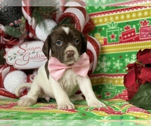 German Shorthaired Pointer-Unknown Mix Puppy for sale in LANCASTER, PA, USA