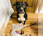 Small #4 American Pit Bull Terrier-Staffordshire Bull Terrier Mix