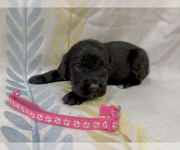 Medium Photo #13 Labradoodle Puppy For Sale in PRESCOTT VALLEY, AZ, USA