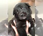 Small #17 German Shepherd Dog Mix