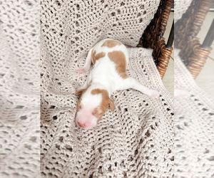 Brittany Puppy for sale in COLFAX, IA, USA