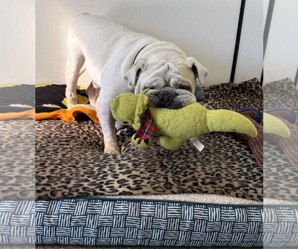 Medium Photo #6 Bulldog Puppy For Sale in Sanford, FL, USA