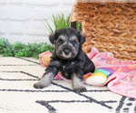 Small #7 Schnauzer (Miniature)