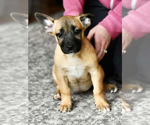 Medium Photo #1 American Bulldog-Labrador Retriever Mix Puppy For Sale in Mechanicsburg, PA, USA