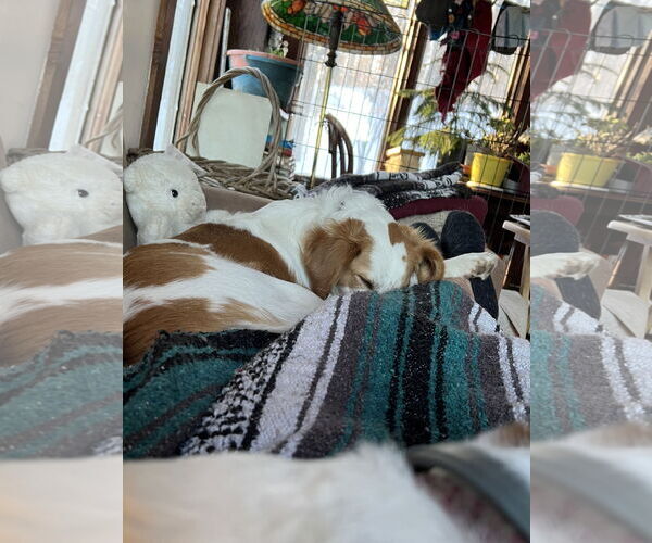 Medium Photo #3 Australian Shepherd-Great Pyrenees Mix Puppy For Sale in Middlesex, VT, USA
