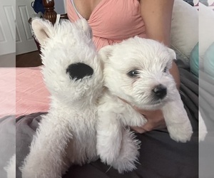 West Highland White Terrier Puppy for sale in LAKE FOREST, IL, USA