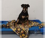 Small Photo #9 Miniature Pinscher-Unknown Mix Puppy For Sale in Chico, CA, USA