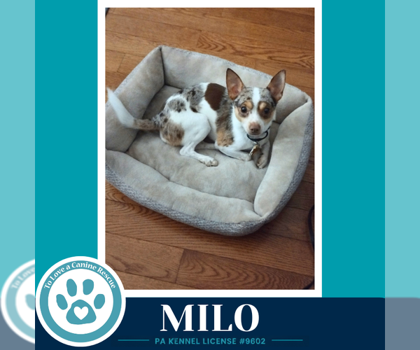 Medium Photo #4 Chihuahua Puppy For Sale in Kimberton, PA, USA
