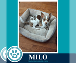 Small #3 Chihuahua