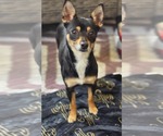Small Rat Terrier Mix