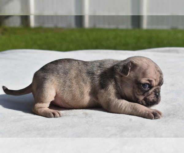 Medium Photo #2 Pug Puppy For Sale in PALM COAST, FL, USA