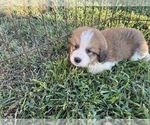 Small #6 Great Bernese