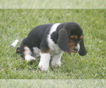 Puppy JILL Basset Hound