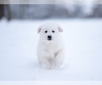 Small #6 Maremma Sheepdog