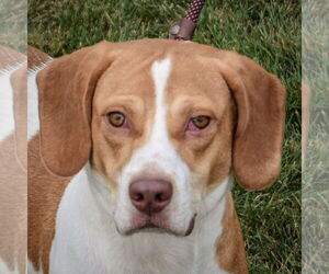 American Foxhound-Beagle Mix Dogs for adoption in Huntley, IL, USA