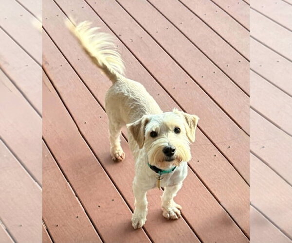 Medium Photo #7 Poodle (Miniature)-Unknown Mix Puppy For Sale in Sandy, UT, USA