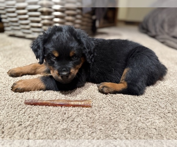 Medium Photo #3 Rottweiler Puppy For Sale in AMITY, PA, USA