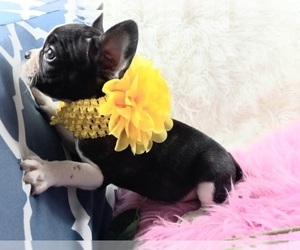 French Bulldog Puppy for sale in CARTHAGE, TX, USA