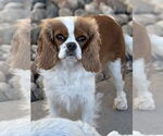 Small Cavalier King Charles Spaniel