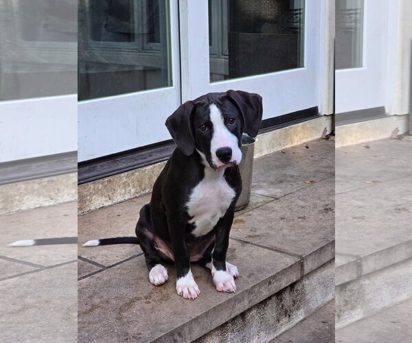 Medium Photo #2 American Staffordshire Terrier-Great Dane Mix Puppy For Sale in Germantown, OH, USA