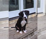 Small #1 American Staffordshire Terrier-Great Dane Mix