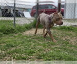 Small #1 American Pit Bull Terrier