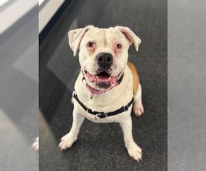 Boxer-Unknown Mix Dogs for adoption in San Francisco, CA, USA