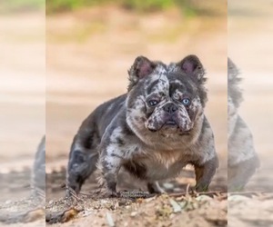 Father of the French Bulldog puppies born on 06/14/2022