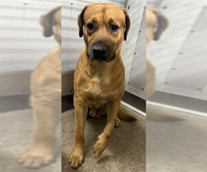 Mastador Dogs for adoption in San Bernardino, CA, USA