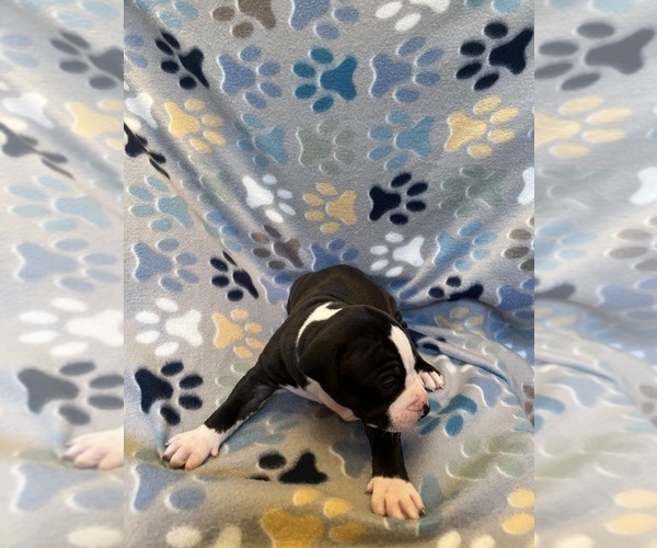 Medium Photo #9 American Bully-American Staffordshire Terrier Mix Puppy For Sale in BROCKTON, MA, USA