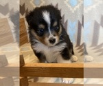 Small #7 Shel-Aussie