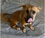 Small #3 Chihuahua-Tibetan Spaniel Mix