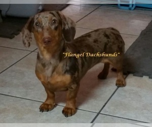 Mother of the Dachshund puppies born on 07/03/2019