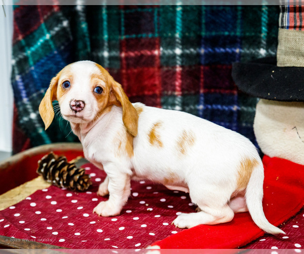 Medium Photo #7 Dachshund Puppy For Sale in WAKARUSA, IN, USA