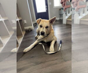 Labsky Dog for Adoption in Calgary, Alberta Canada