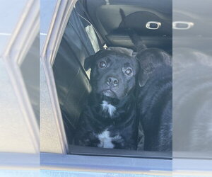 Labrador Retriever Dogs for adoption in Fort Lauderdale, FL, USA
