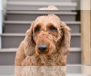 Poodle (Miniature) Puppy for sale in MILLERSBURG, OH, USA