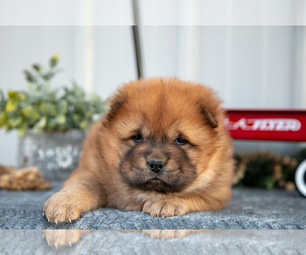 Medium Photo #16 Chow Chow Puppy For Sale in WOLCOTTVILLE, IN, USA