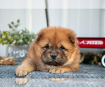 Small Photo #16 Chow Chow Puppy For Sale in WOLCOTTVILLE, IN, USA