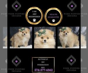Pomeranian Puppy for sale in WARSAW, IN, USA