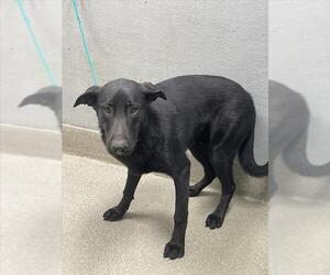 Rottweiler-Unknown Mix Dogs for adoption in Las Vegas, NV, USA