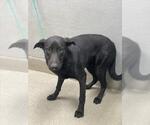 Small Rottweiler Mix