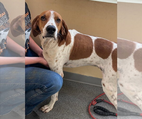 Medium Photo #1 Treeing Walker Coonhound-Unknown Mix Puppy For Sale in Low Moor, VA, USA