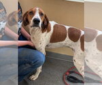 Small Treeing Walker Coonhound Mix
