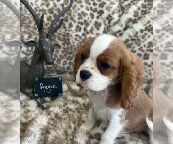 Medium Photo #4 Cavalier King Charles Spaniel Puppy For Sale in ABILENE, TX, USA