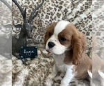 Small #3 Cavalier King Charles Spaniel