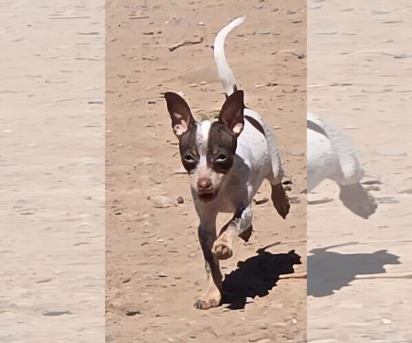 Medium Photo #6 Chihuahua Puppy For Sale in Peralta, NM, USA
