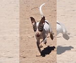 Small #5 Chihuahua